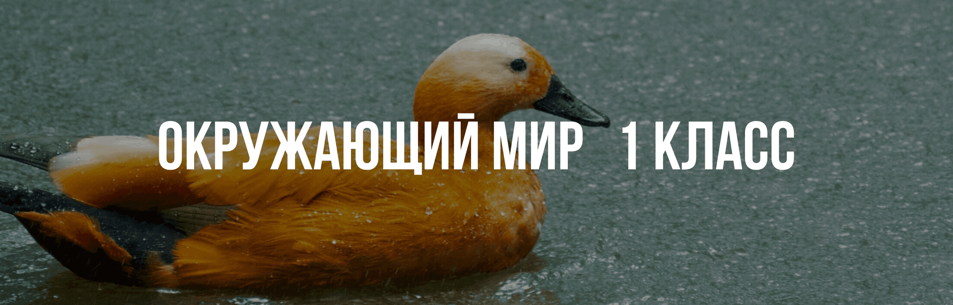 Окружающий мир 1 класс