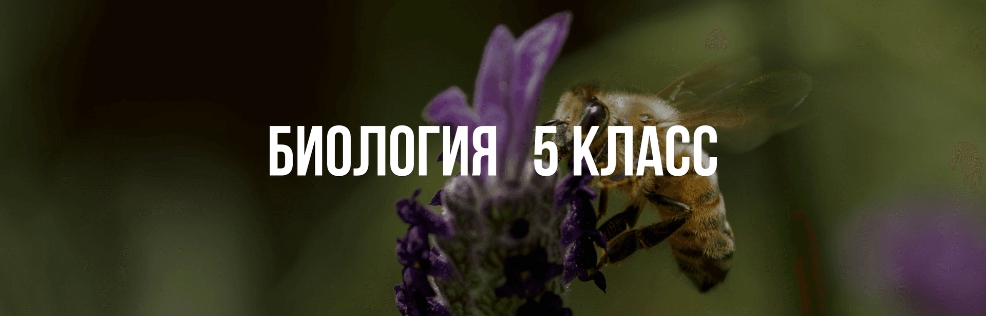 Биология 5 класс 2025-2026 учебный год